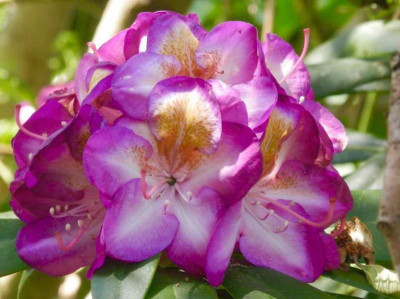 Rh._Blue_Bell.jpg
