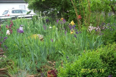 100_5607_Irisbeet_gesamt.jpg