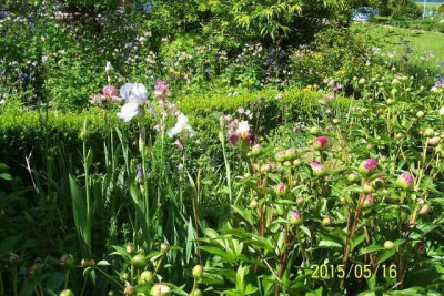 100_5621_erstes_Irisbeet.jpg