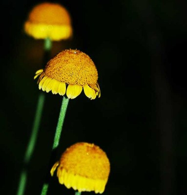 Chrysantheum_in_der_Nacht_03-08-05.jpg
