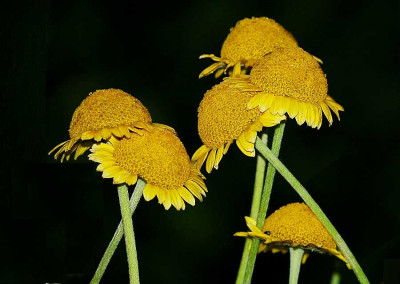 Lat_Blumen_sprechen_03-08-05.jpg