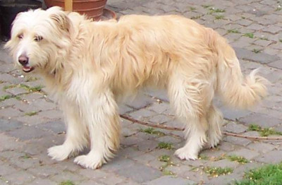 sammy.jpg