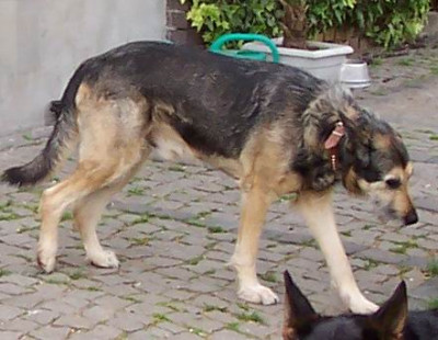 chicco.jpg