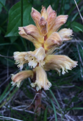 Orobanche_A_05-2015_900x900_80KB.jpg