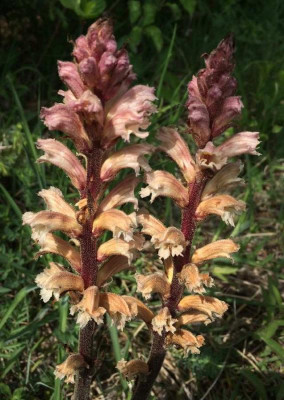 Orobanche_C_05-2015_900x900_80KB.jpg