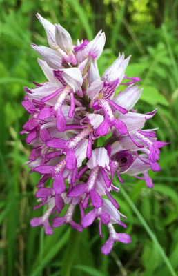 Orchis_militaris_B_05-2015_1200x1200_80KB.jpg