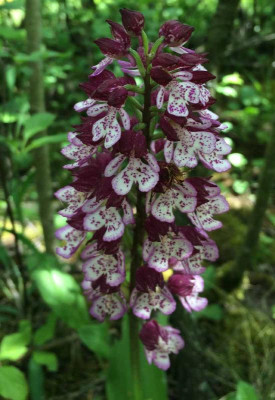 Orchis_purpurea_A_05-2015_1200x1200_80KB.jpg