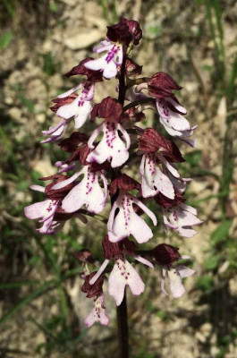 Orchis_purpurea_B_05-2015_1200x1200_80KB.jpg