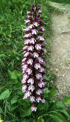 Orchis_purpurea_C_05-2015_1200x1200_80KB.jpg