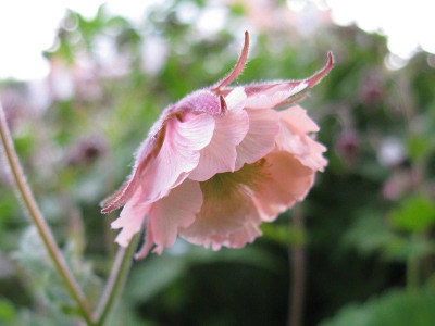 Pink_Frills_2015Kopie.jpg