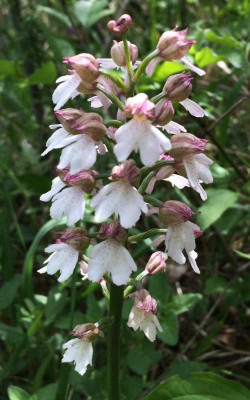 Orchis_E_05-2015_1200x1200_80KB.jpg