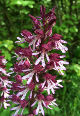 Orchis_F_05-2015_1200x1200_80KB.jpg
