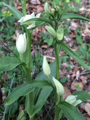 Cephalanthera_damasonium_05-2015_1200x1200_80KB.jpg
