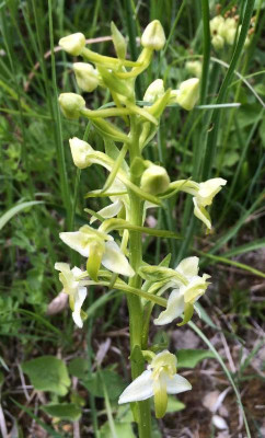Platanthera_chlorantha_05-2015_1200x1200_80KB.jpg