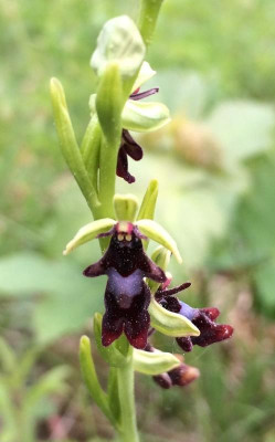 Ophrys_insectifera_05-2015_1200x1200_80KB.jpg