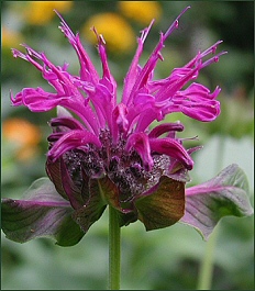 Saxon_Purple.jpg