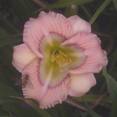 Baby_Blues_5002.jpg