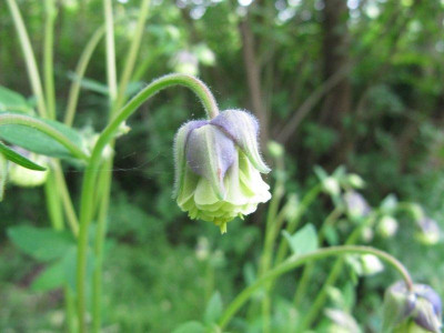Akelei_blau_jung_150517.jpg