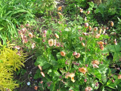 Geum_Mai_Tai150517.jpg