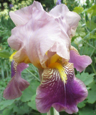 Iris_unbekannt_20150517_01.jpg