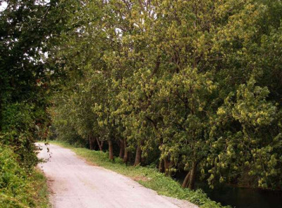 2005-08-04_baeume_neben_weg_im_august.jpg
