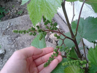 20150519_160721.jpg