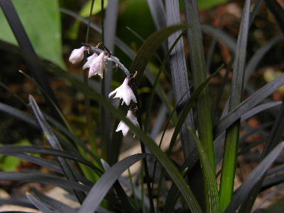 Ophiopogon_planiscapus_nigrens.JPG
