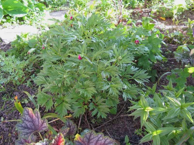 Paeonia_woodwardii_2015_Kopie.jpg