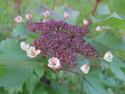 Viburnum_sargentii_Onondaga_Kopie.jpg