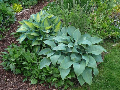 hostas_2015-05-17_990.jpg