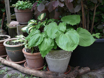 hostas_2015-05-14_949.jpg