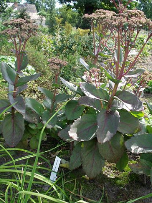 sedum.jpg