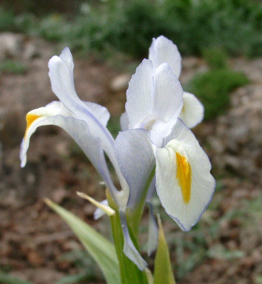04170009_eJuno_magnifica_blauweiss.JPG