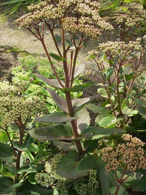 sedum2.jpg