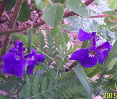 100_5641_Iris_hookerianum.jpg