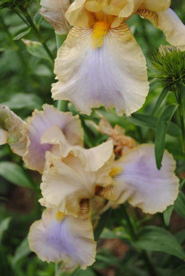 k-mai15_003.jpg