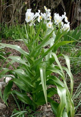04180010_eJuno_magnifica_weiss.JPG