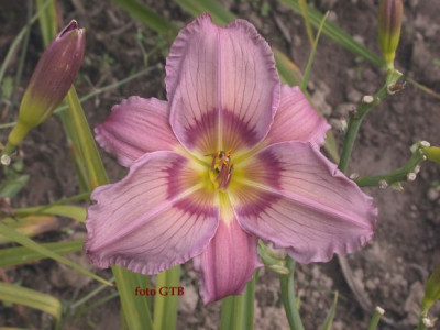GT01-KL17.7_Akanthus_x_Trahlyta0011.jpg