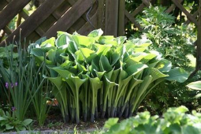 Hosta_fur_PUR__IMG_9568_-2.jpg
