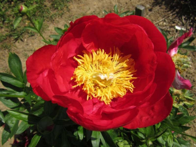 Hybride_rote_Tasse.jpg