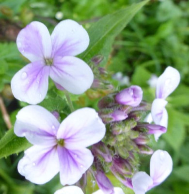 Hesperis5.jpg