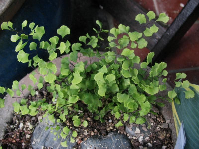 Adiantum_unbekannt_...___22.5.15_017.jpg