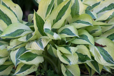 Hosta_H.P.1.jpg