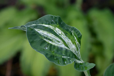 Hosta_Alley_O1.jpg