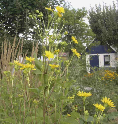 Silphium_asperaRimg0889.JPG
