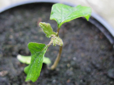 Acer_griseum_Slg_2015_Kopie.jpg