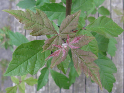 Acer_griseum_Slg_2013_Kopie.jpg