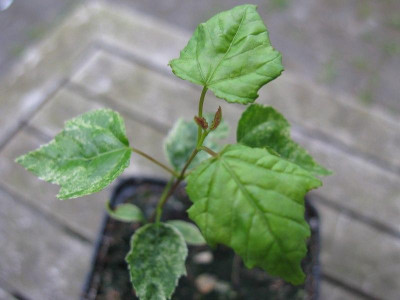 Acer_ginnala_slg_2014_Kopie.jpg