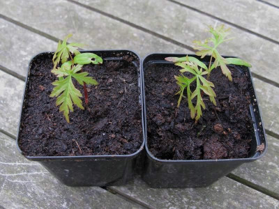 zwei_Slge_von_Acer_Aconitifolium_Kopie.jpg