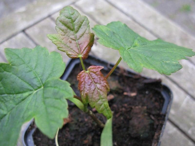 Unbekannter_Ahornsamling_Garten_Kopie.jpg
